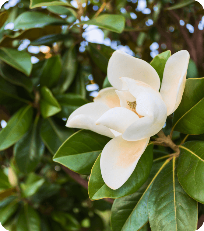 Magnolia flower blooming on a tree, symbolizing growth, remembrance, and Alabama roots for Guardian Credit Union content